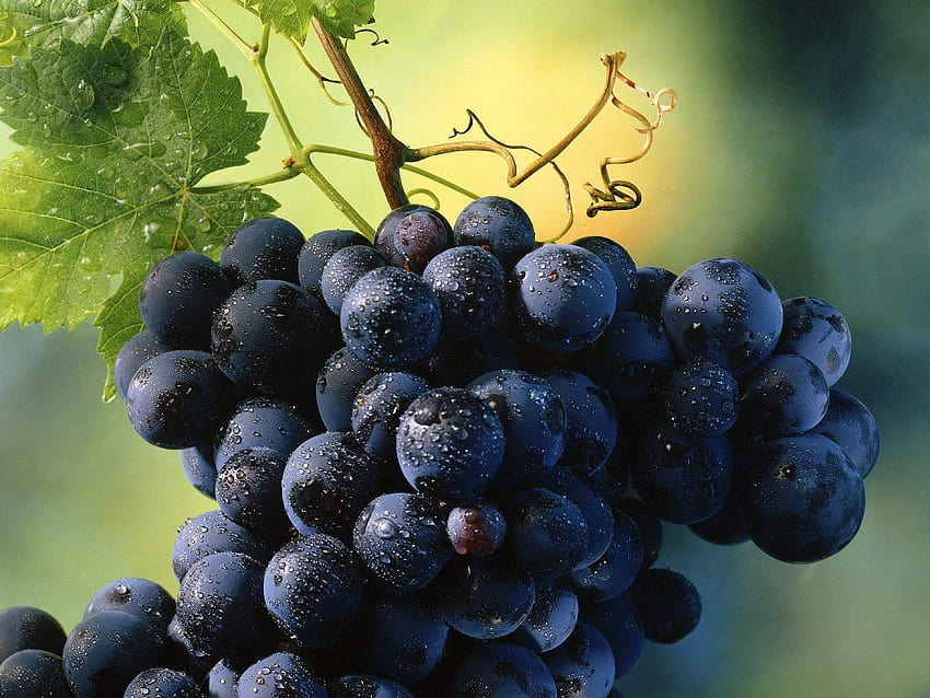 Fresh Tasty Grapes, purple grapes HD wallpaper