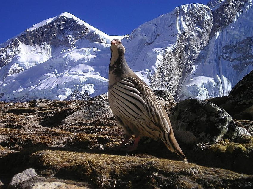 ¡Hermoso Nepal! para Android fondo de pantalla