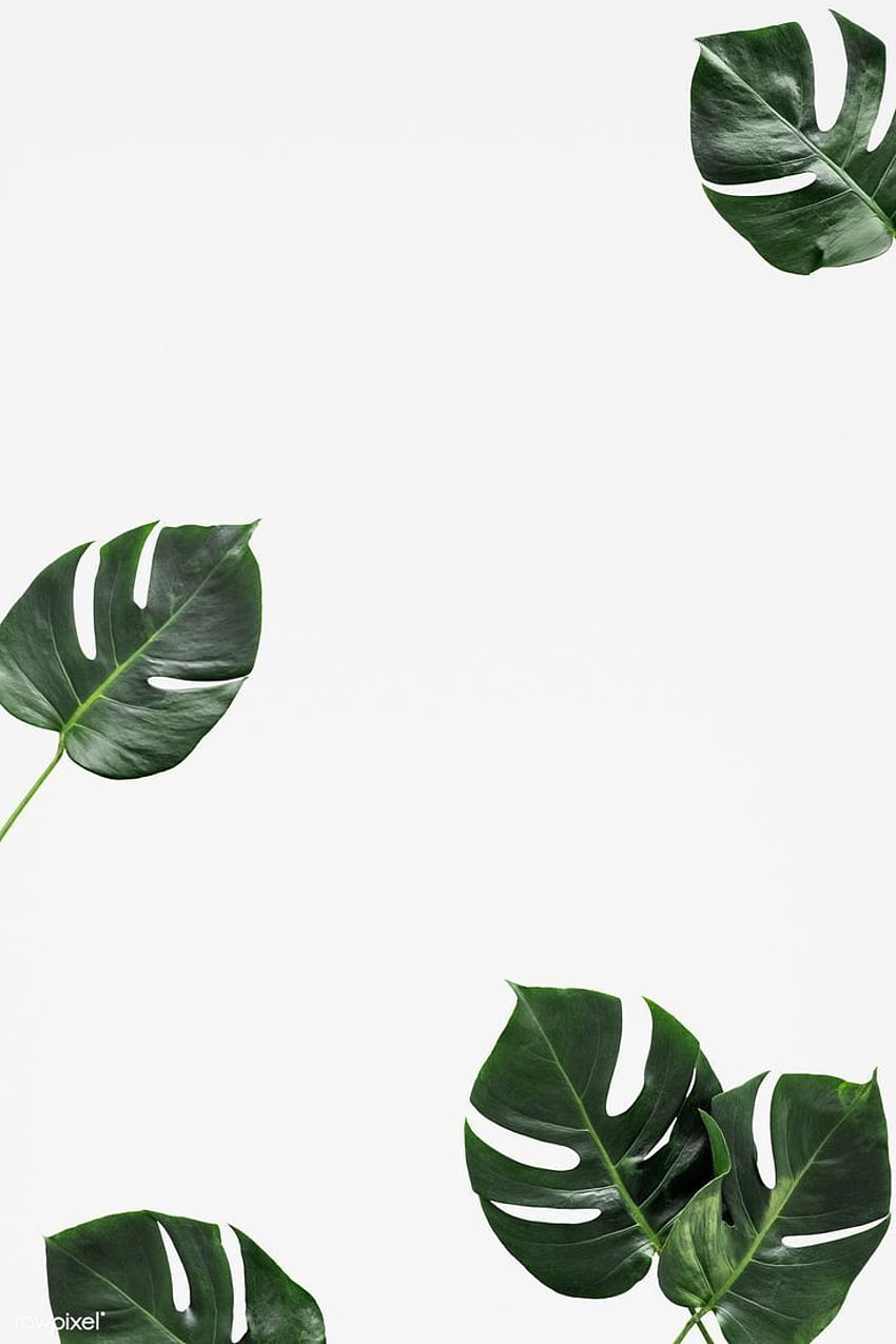 Split leaf philodendron on white backgrounds HD phone wallpaper