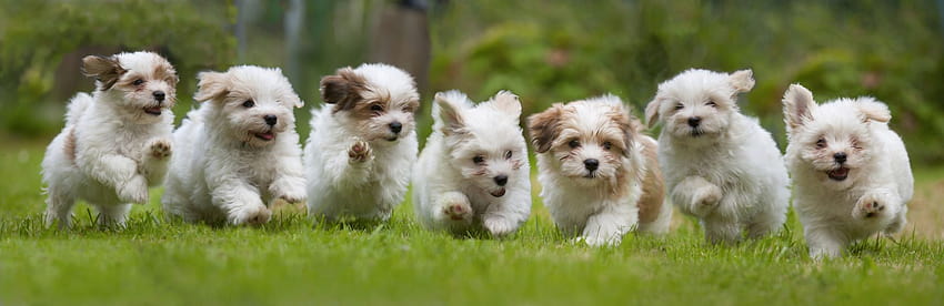 25 piccoli cuccioli che si adattano perfettamente alla tua piccola casa, simpatico cagnolino Sfondo HD