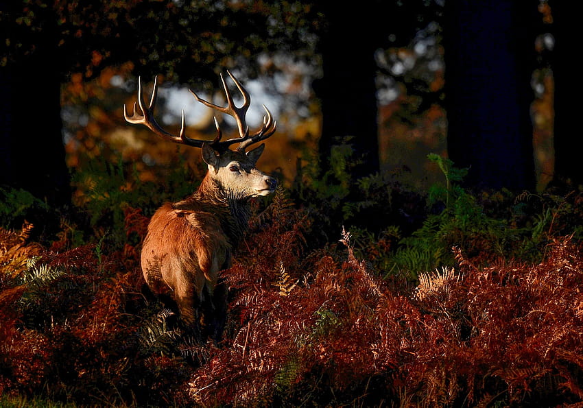 Fawning over fall: Meet the deer of London's Richmond Park, richmond park london HD wallpaper