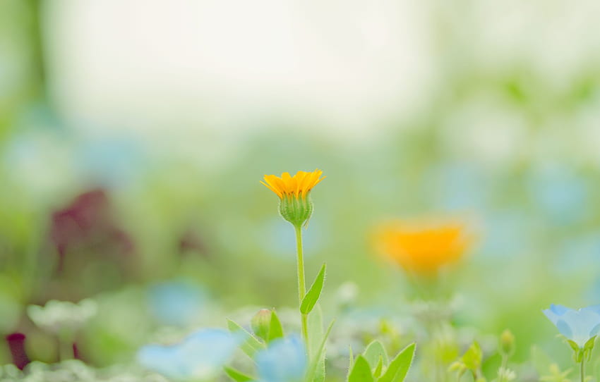 hijau, bunga, warna, makro, oranye, alam, latar belakang, cat, rawa, tanaman, musim semi, blur , bagian цветы, spring blur Wallpaper HD