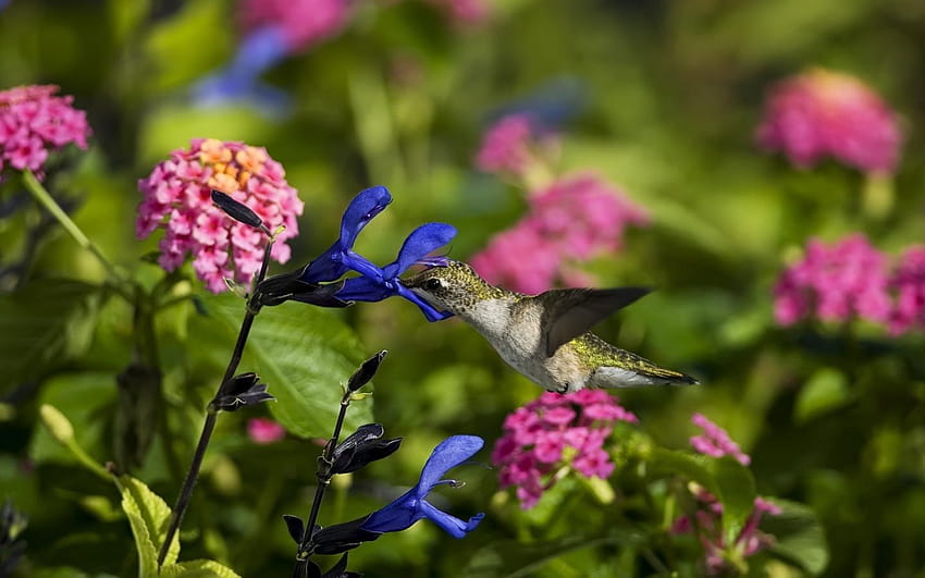 1440x900 birds, hummingbirds, flowers, hummingbirds and lilacs HD wallpaper