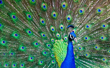 Do Peacocks Pay a Price for Beauty?