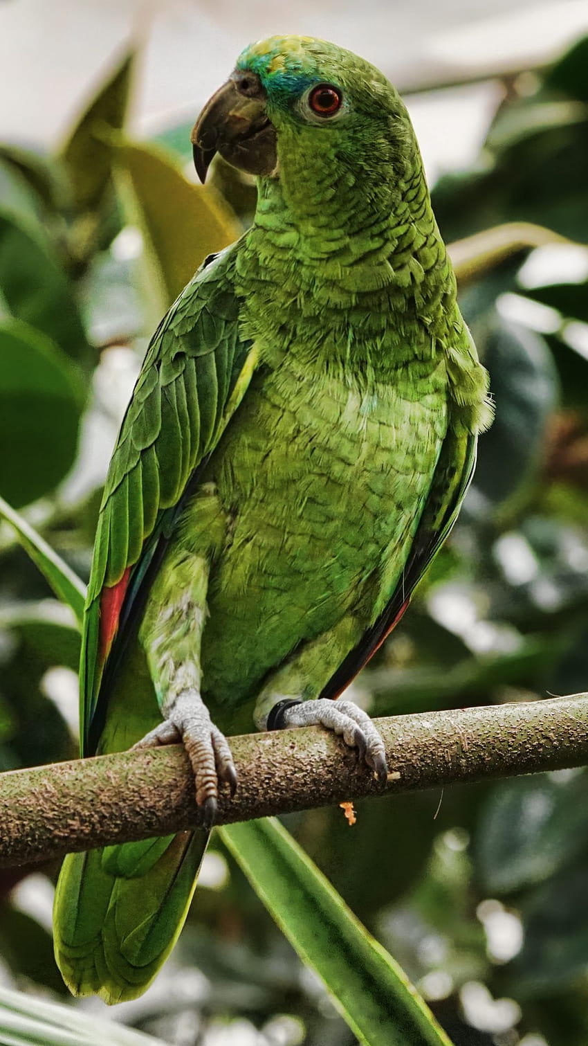 1080x1920 parrot, green, bird, branch, tropical, exotic samsung galaxy s4, s5, note, sony xperia z, z1, z2, z3, htc one, lenovo vibe backgrounds, green bird HD phone wallpaper