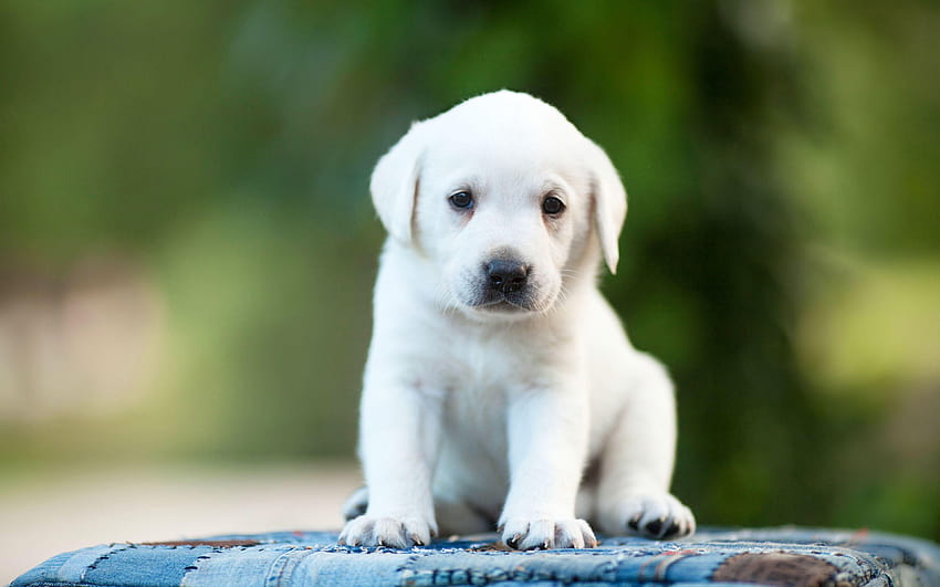 White labrador, retriever, puppy, cute, labrador retriever white ...