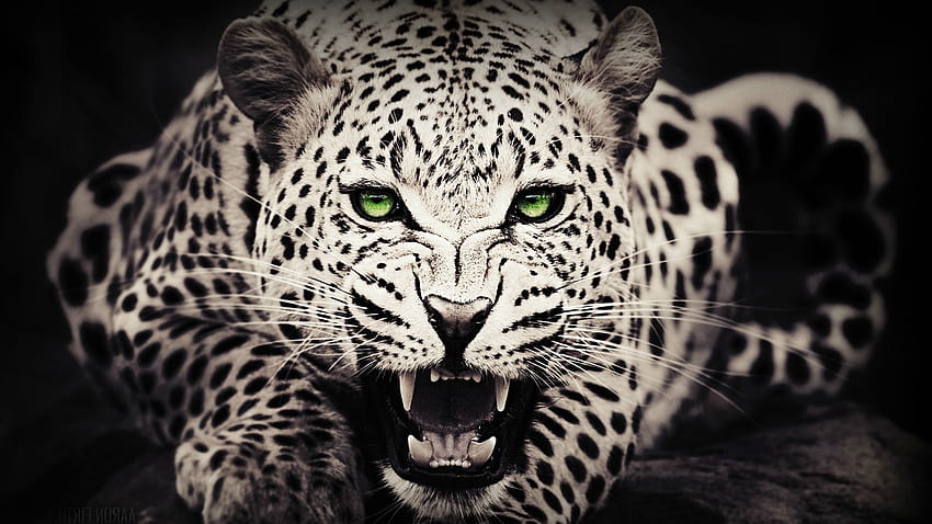 : animaux, yeux verts, faune, gros chats, moustaches, léopard, Jaguar, 1920x1080 px, noir et blanc, Graphique monochrome, vertébré, fermer, Chat comme le mammifère 1920x1080, Animaux noir et blanc Fond d'écran HD
