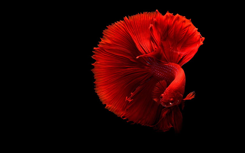 Red Fish, redfish HD wallpaper