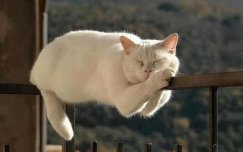 Gatti Cute White Cat Sleeping Funny Rail Grumpy Meme, memi divertenti Sfondo HD