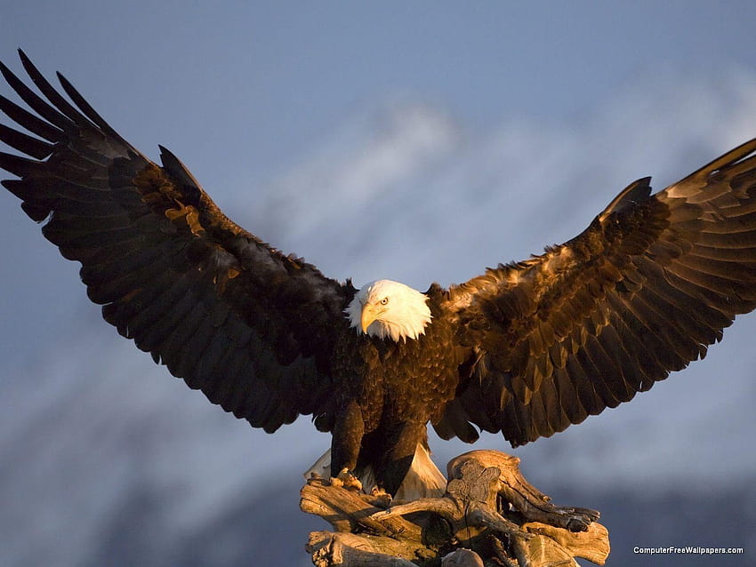 Las águilas calvas tienen picos más grandes que las águilas reales, el  águila americana fondo de pantalla | Pxfuel