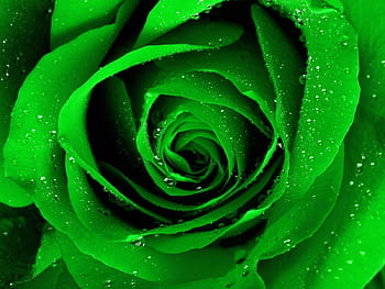 Green Flowers, Green Roses
