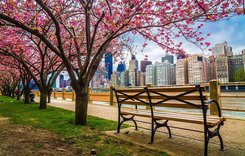 trees, the city, building, home, spring, New York, USA, benches, flowering, promenade, skyscrapers, cherry , section город, new york city spring HD wallpaper