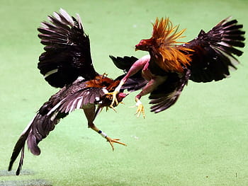 Fighting Cock  Rooster P2083548 cock fight HD wallpaper  Pxfuel