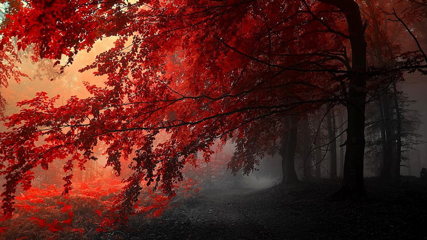 秋の素晴らしさ のどかな小道 赤い霧の森の小道 霧 霧の道 葉 秋の森 美しさの散歩 ビー…、霧の秋 高画質の壁紙