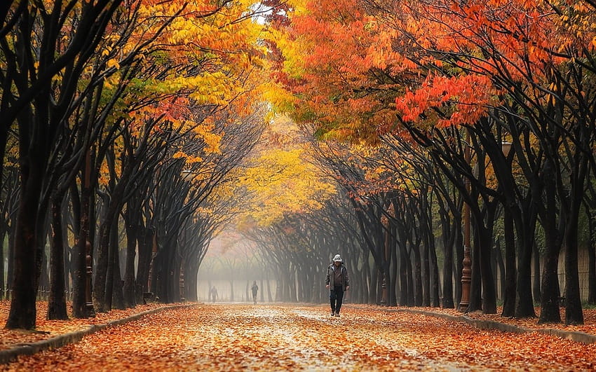 nature, Landscape, Colorful, Leaves, Street, South Korea, Park, Trees, Mist, People, Fall, Tunnel / and Mobile Backgrounds, korea autumnn HD wallpaper