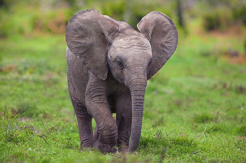 An Elephant calf in Addo Elephant National Park, world elephant day HD wallpaper