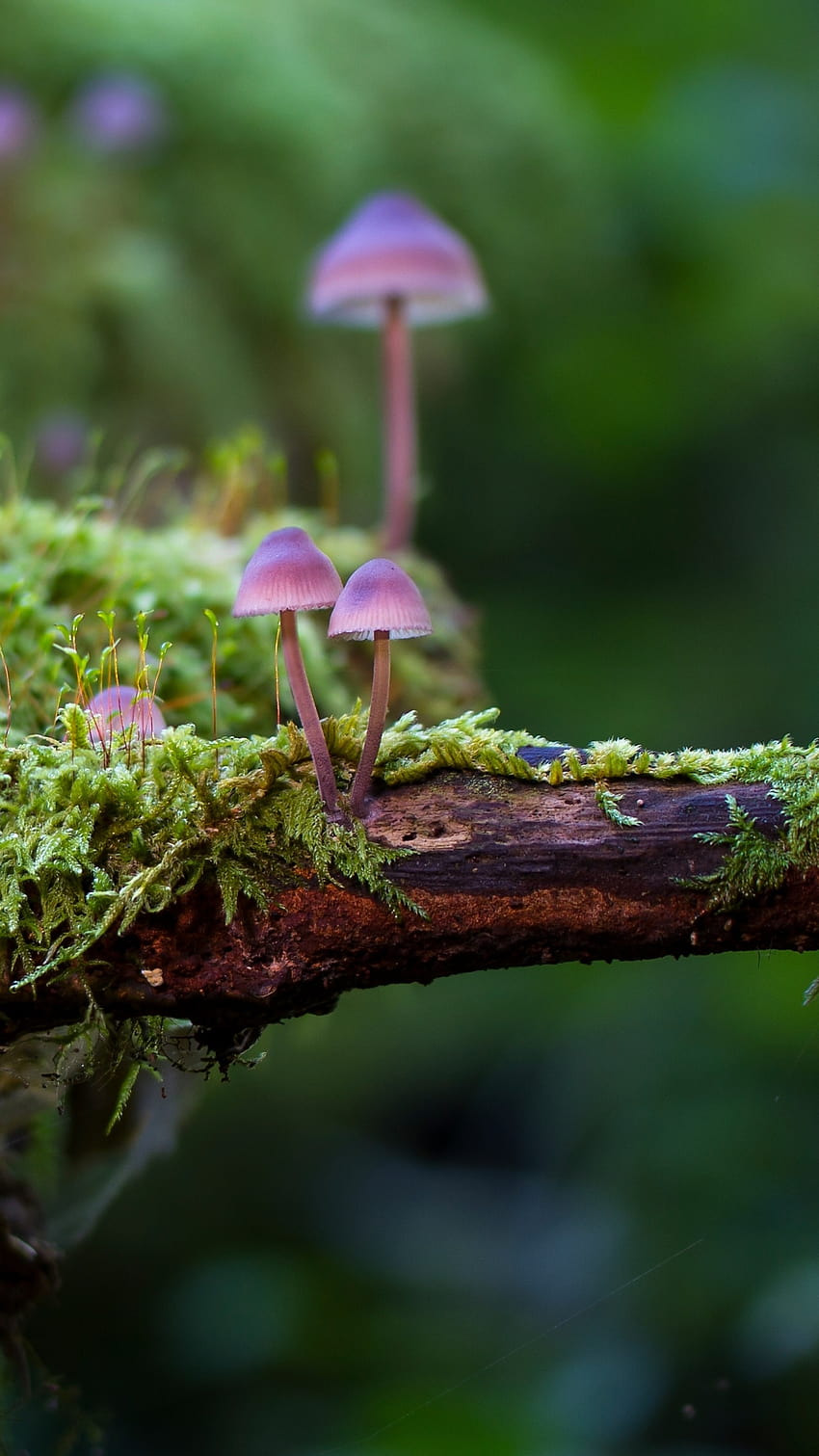 Earth/Mushroom, mushrooms in moss HD phone wallpaper