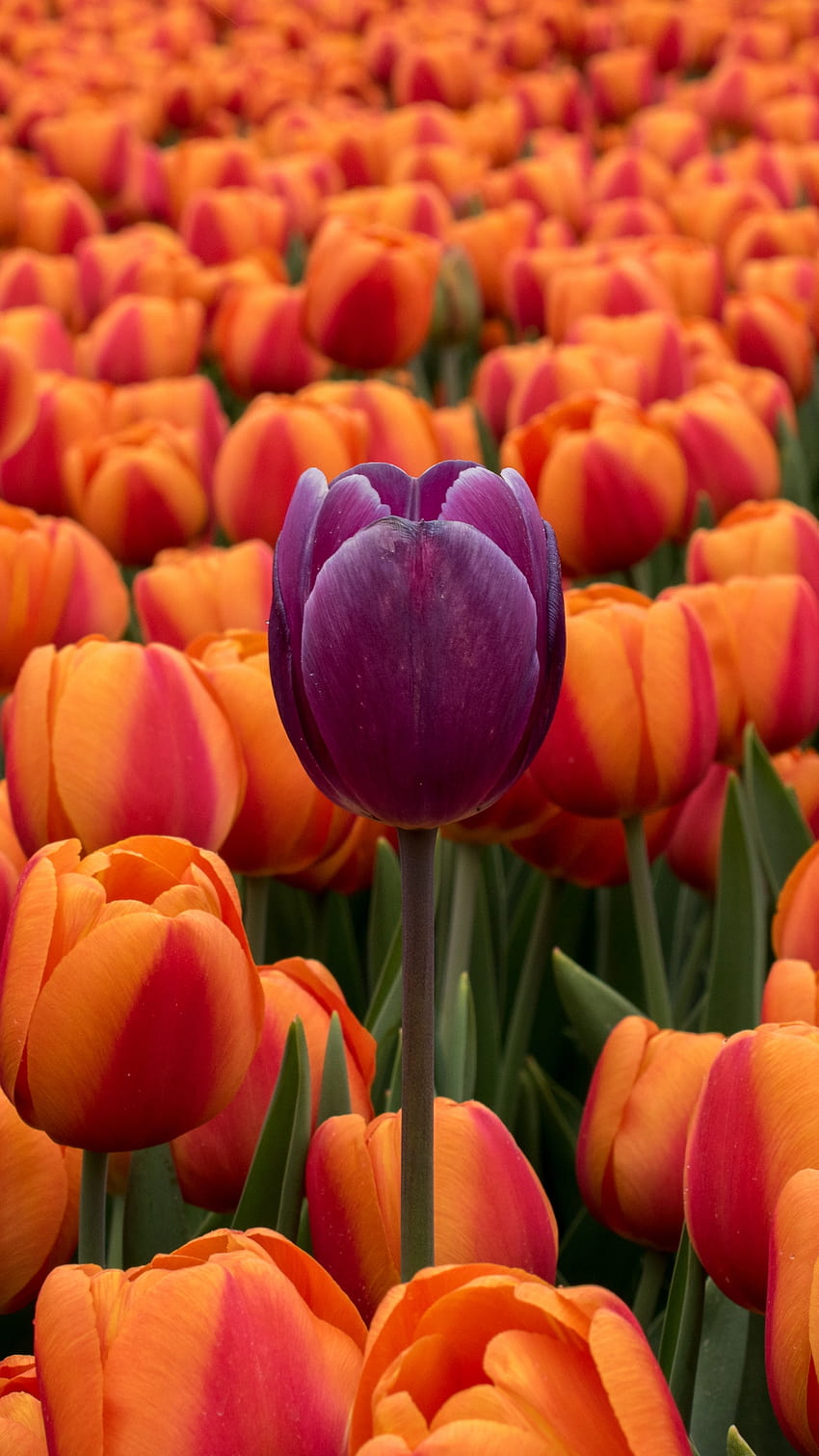 Tulips, Flower Bed, Contrast, Flowers, Orange, dark purple tulip iphone HD phone wallpaper