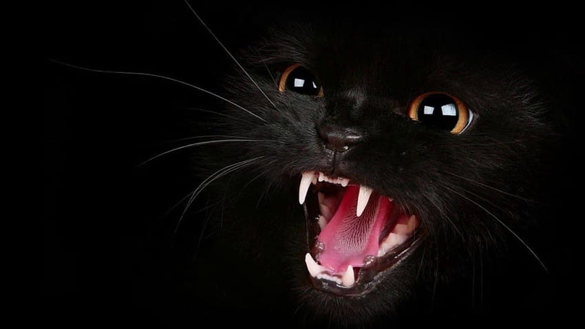il nero è il mio colore felice, gangster cat HD wallpaper
