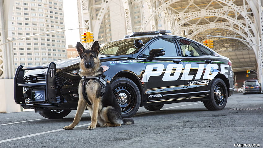 Police K9, guard dogs HD wallpaper
