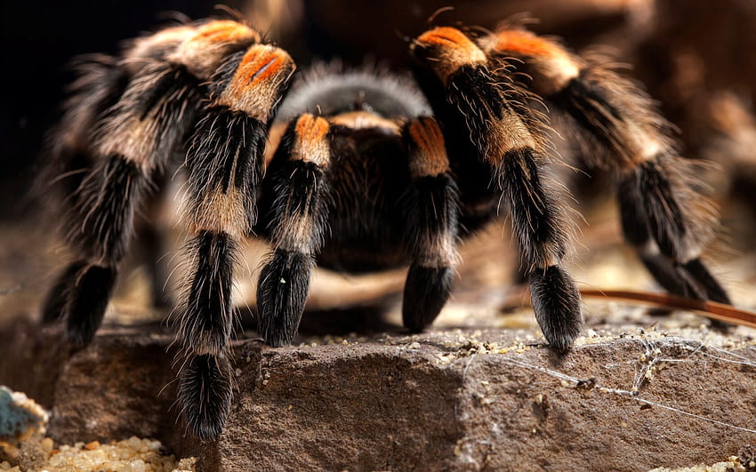 Big Hairy Spider, giant spider HD wallpaper