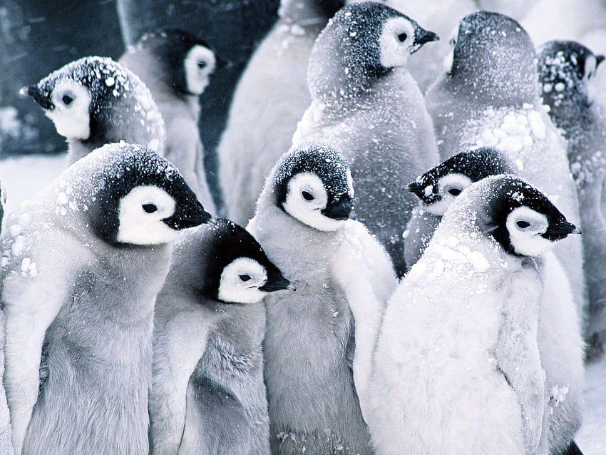 Avec mignon bébé pingouin bébé pingouin animal, animal pingouins Fond d'écran HD