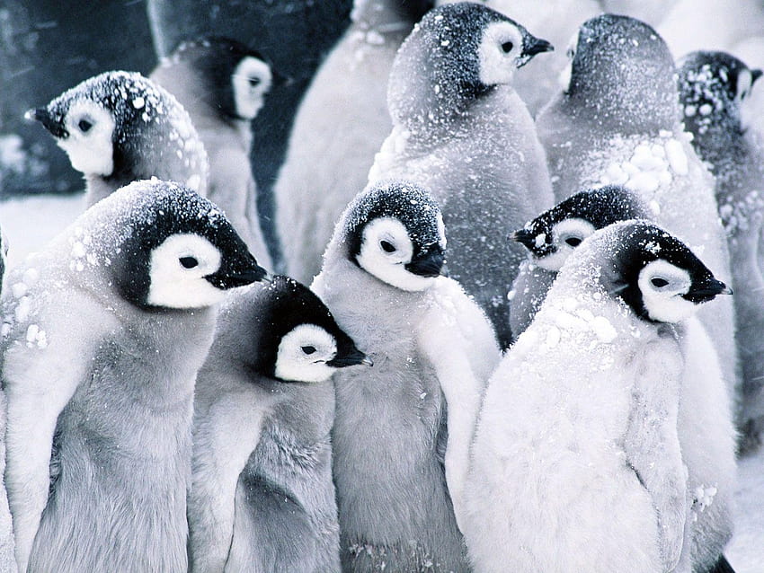 かわいい赤ちゃんペンギンと一緒に 赤ちゃんペンギンの動物, ペンギン動物 高画質の壁紙