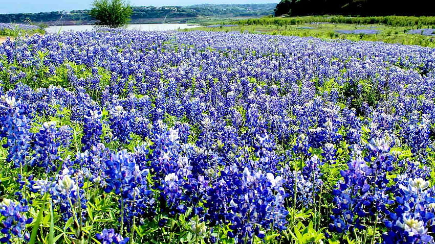 Check out the best places to see bluebonnets in Austin this, burnet bluebonnets meadow HD wallpaper