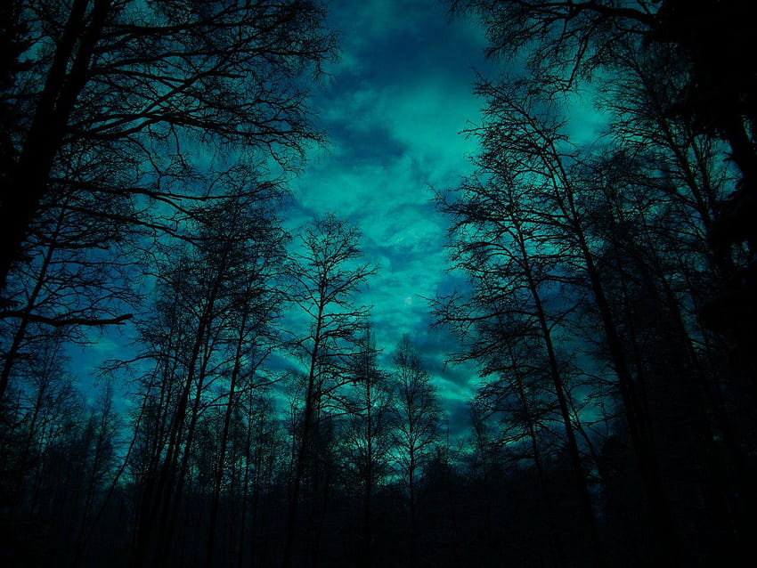 moonlight forest 7, hopeless HD wallpaper
