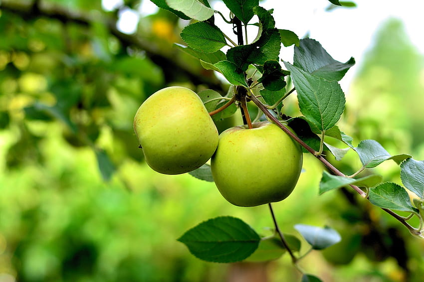 на Apple, зелена ябълка, ябълково дърво, плодове, здрави, зелени ябълкови дървета HD тапет