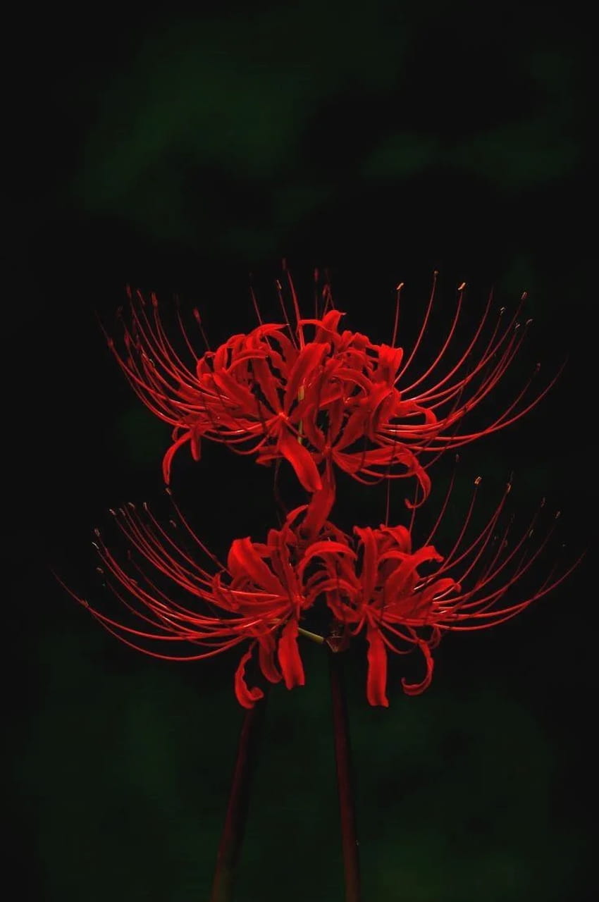 Ideia por Vitor_Barreto em, lys araignée rouge Fond d'écran de téléphone HD
