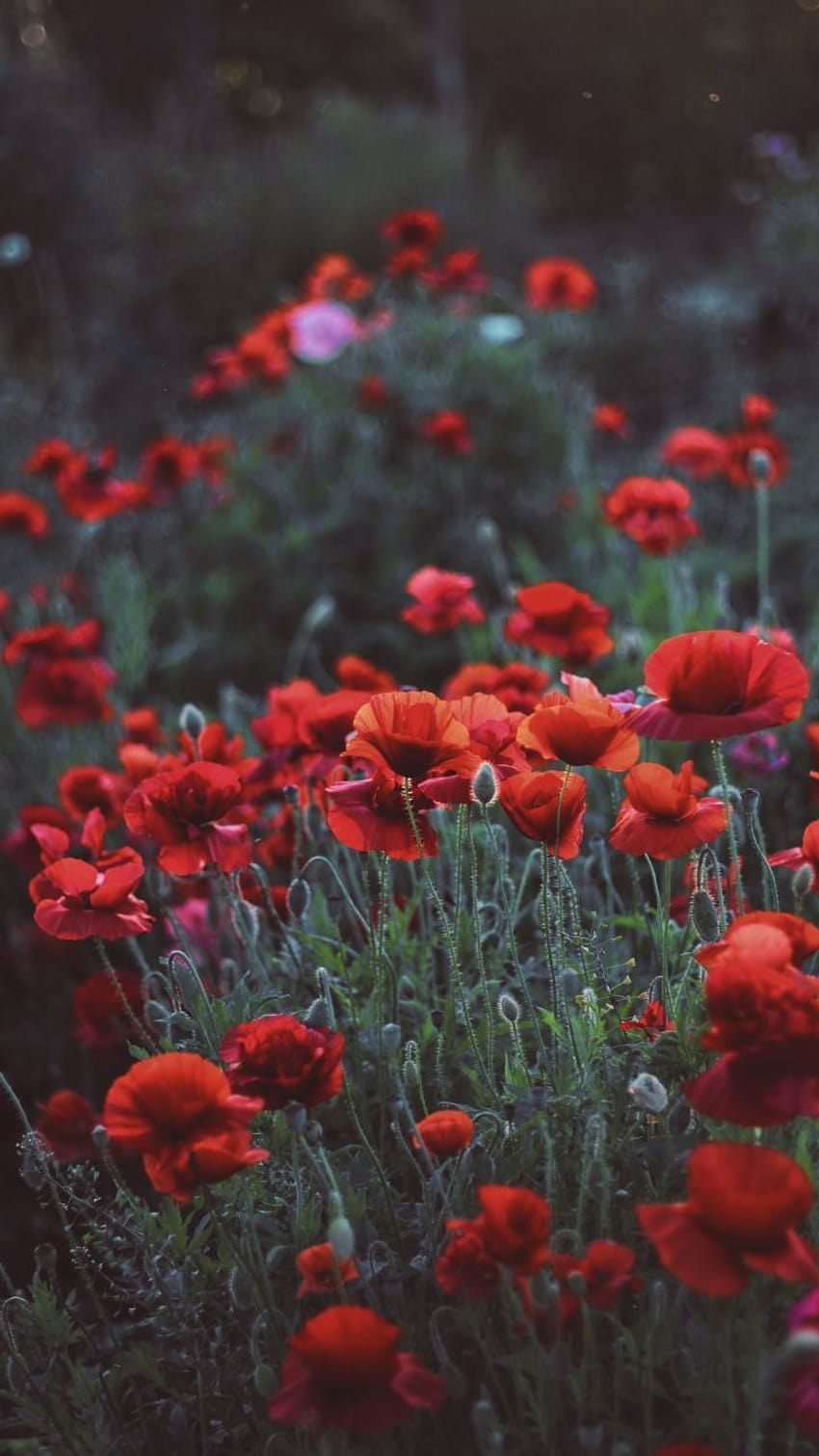 Poppies, flower field, meadow, spring, 720x1280, aesthetic red flower field HD phone wallpaper