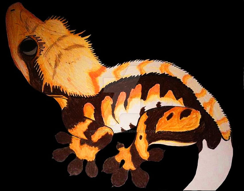 Tricolor Crested Gecko by HypnoticPropaganda, crested geckos HD wallpaper