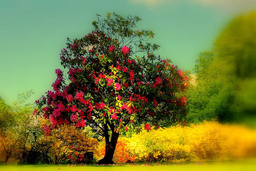 Beautiful Tree Group HD wallpaper | Pxfuel