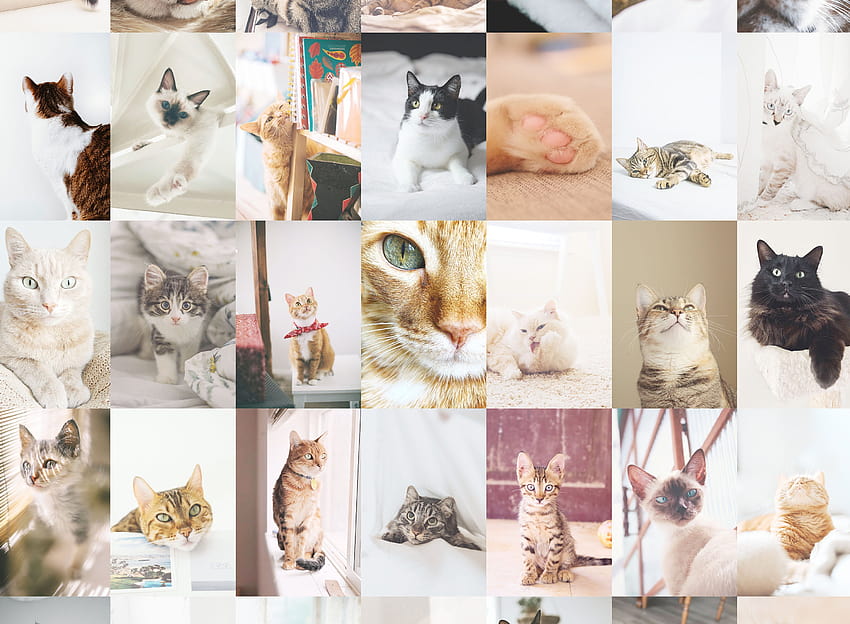 Cat Wall Collage Kit Collage Room Decor Digital Collage, cat collage HD wallpaper