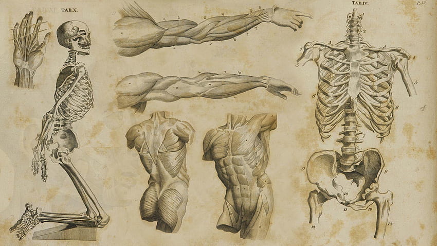 62 Anatomy, human anatomy HD wallpaper