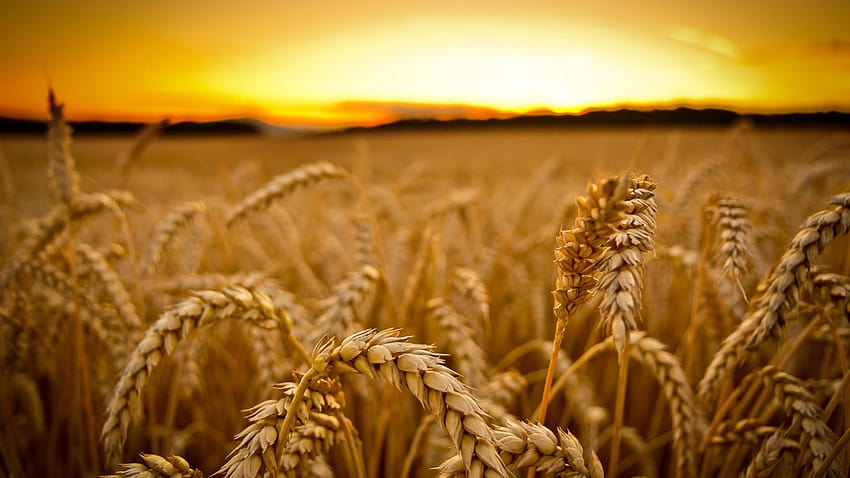 telinga, gandum, sereal, bidang, tanaman, makro, matahari terbenam Wallpaper HD