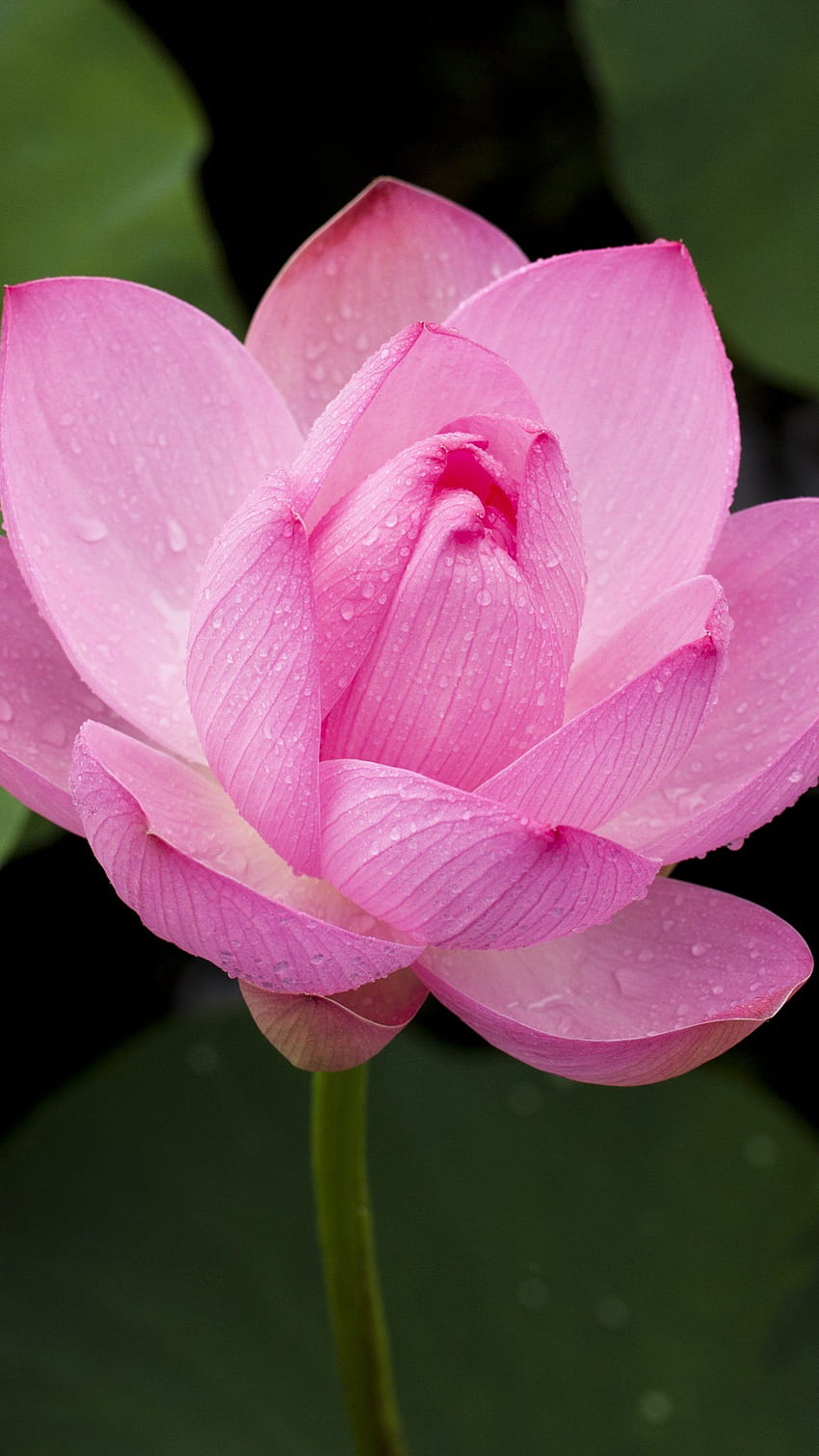 Fiore di loto rosa, bellissimi fiori di loto mobili Sfondo del telefono HD