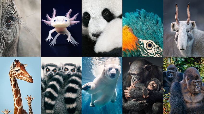 26 hewan langka yang perlu kita selamatkan sekarang Wallpaper HD