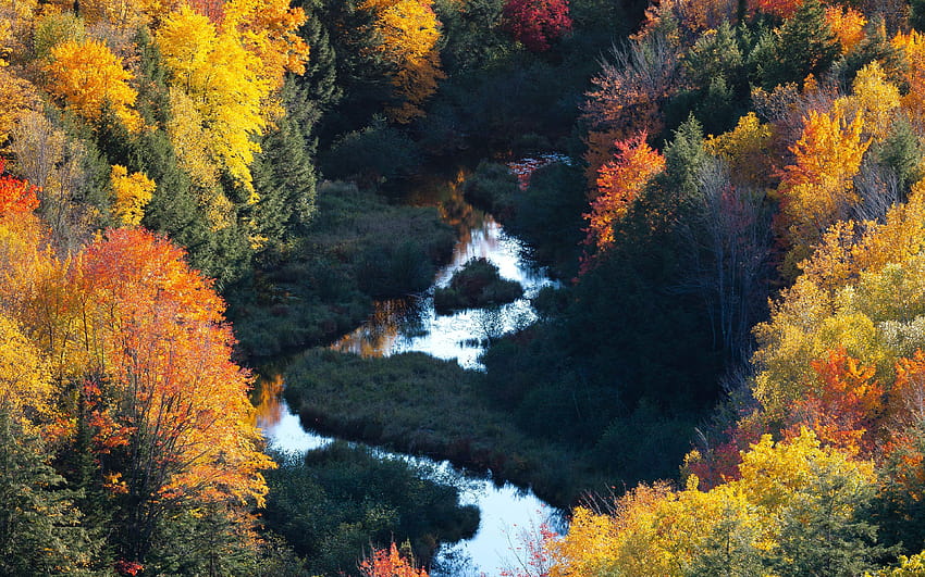 3840x2400 Forest, River, Aerial View, Autumn, Forest River Trees HD ...