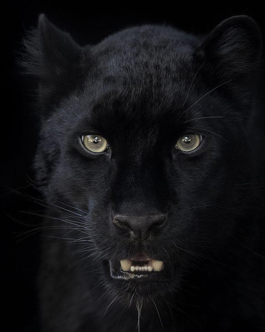 Black Beauty – ZOONOOZ, black leopard on black background HD phone wallpaper