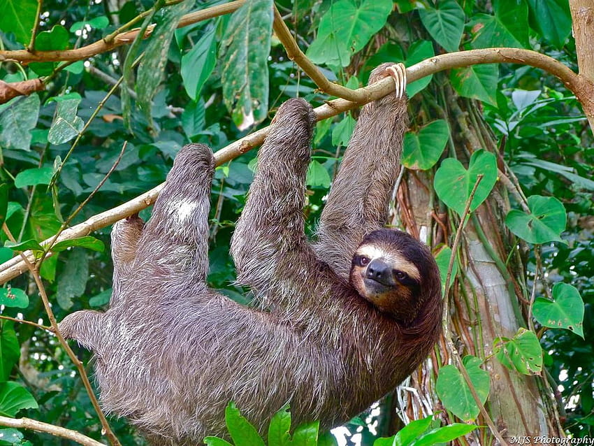 Where To Find Incredible Native Animals In Brazil, sloth running team