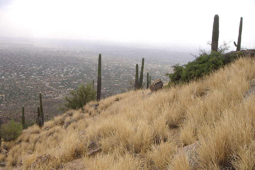 Arizona sans saguaros ? Alors que le climat se réchauffe, l'avenir du désert incertain Fond d'écran HD