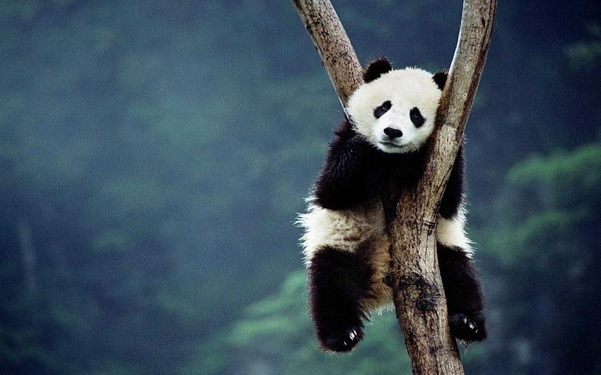 6 Panda Bear, panda cub HD wallpaper