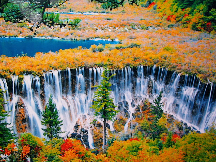 Banyan Ağacı, Jiuzhaigou, jiuzhaigou vadisi sonbaharı HD duvar kağıdı
