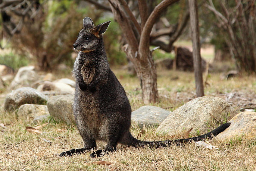 swamp wallaby and Backgrounds HD wallpaper