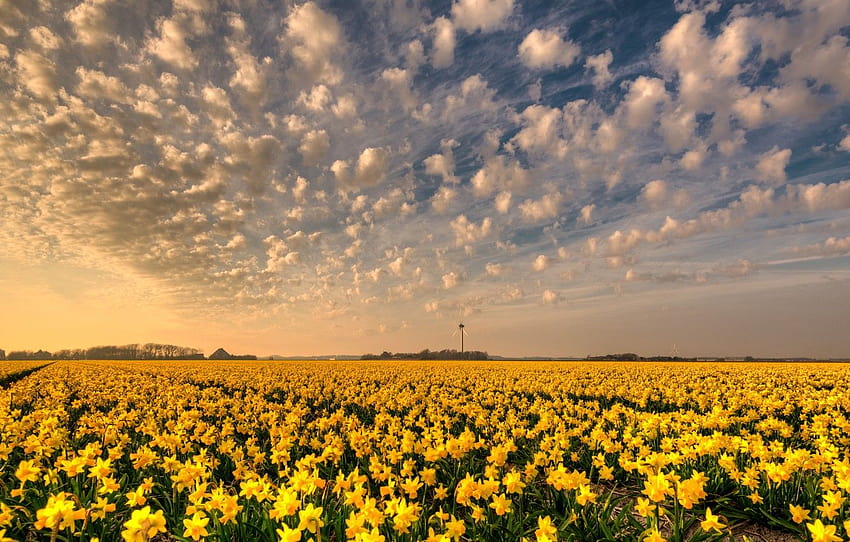 field, the sky, clouds, flowers, beauty, windmill, daffodil field spring netherlands HD wallpaper
