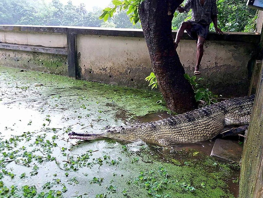 Rare Bangladesh crocodile lays eggs in new hope for species, gharials ...