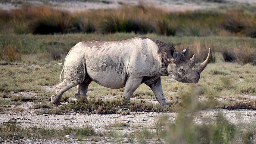 Trophy Hunter Seeks to Import Parts of Rare Rhino He Paid $400,000, animal rhino HD wallpaper