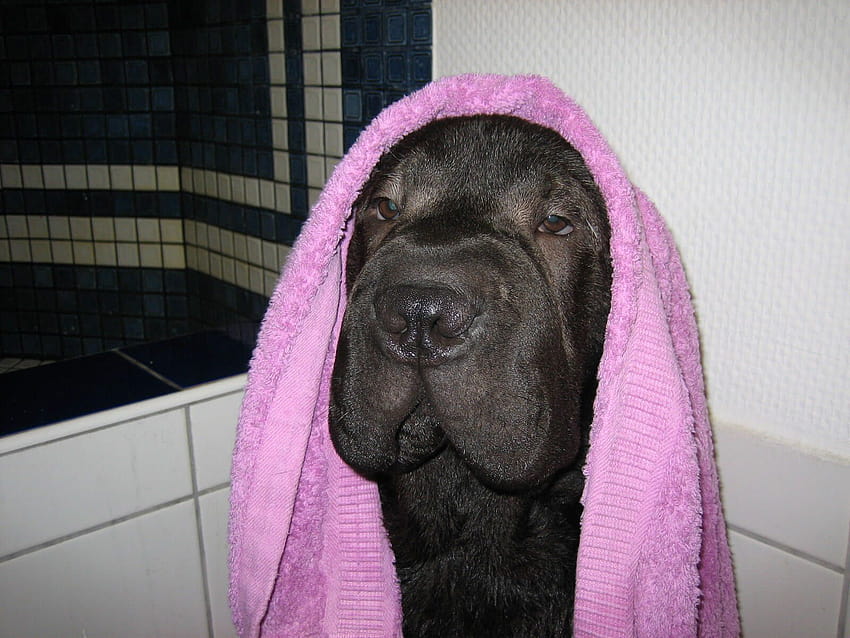개 목욕: 16가지 가치 있고 유용하며 안전한 팁 √ 개와 강아지를 얼마나 자주 목욕시켜야 합니까? 천연 개 샴푸 조리법. 개 목욕에 익숙해지는 방법? HD 월페이퍼